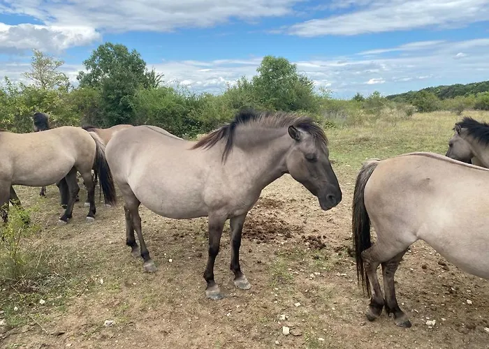 Am Steinmeister Turm Holiday home